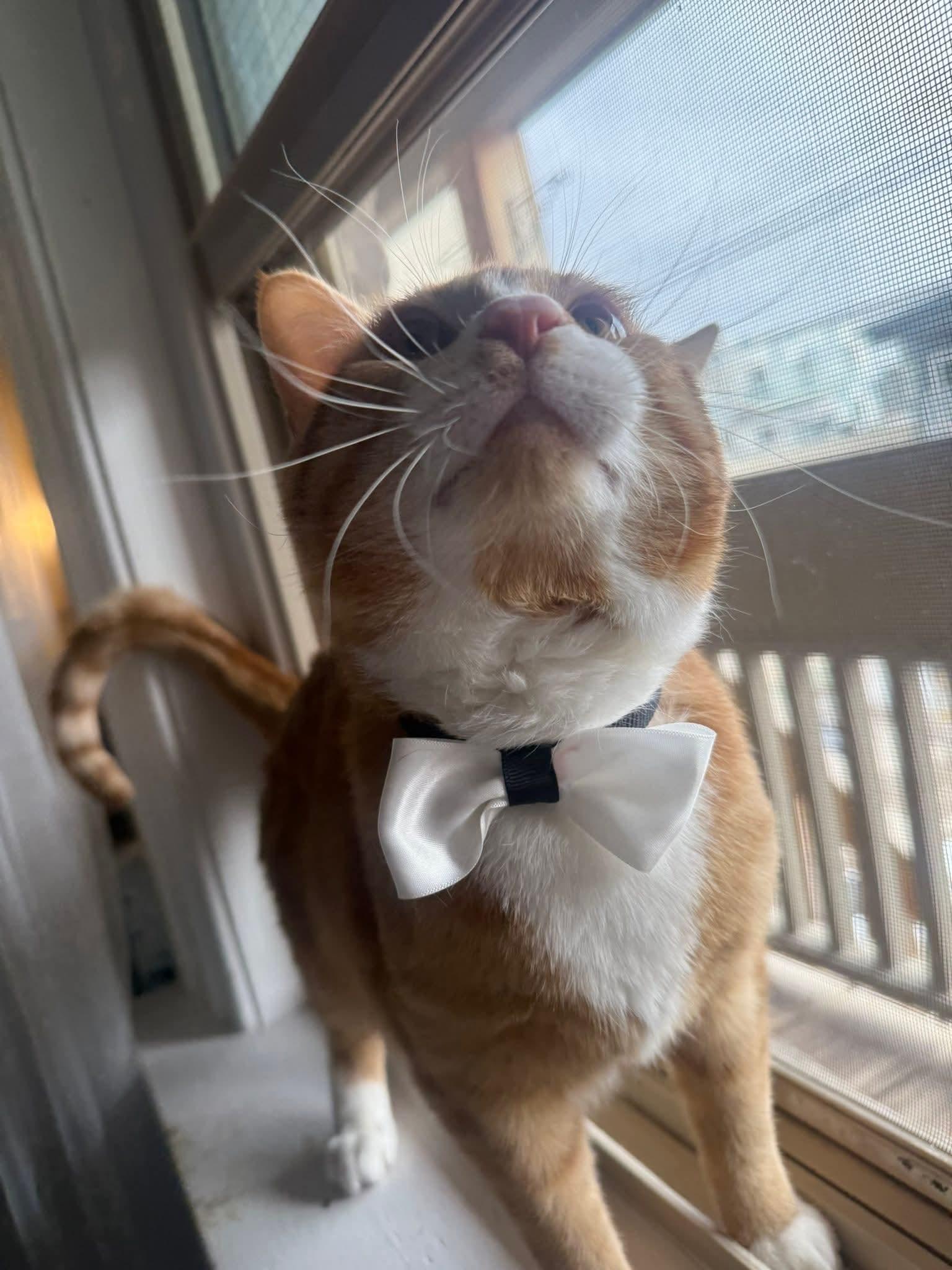 Fez, an adopted Domestic Short Hair in Winnipeg, MB image 2/6