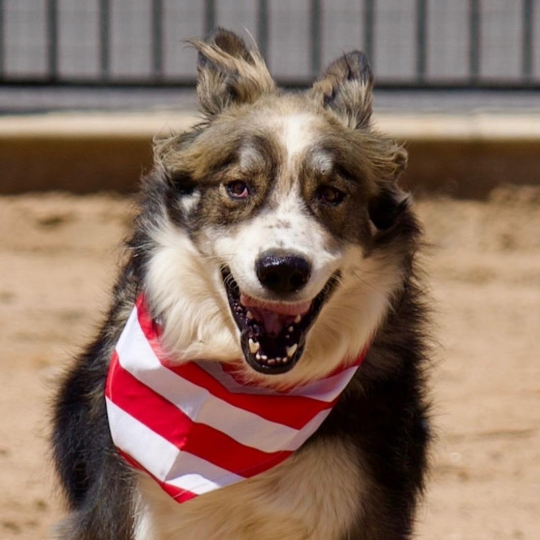 Benjamin, Adoptable, Adult Male Border Collie & Great Pyrenees.