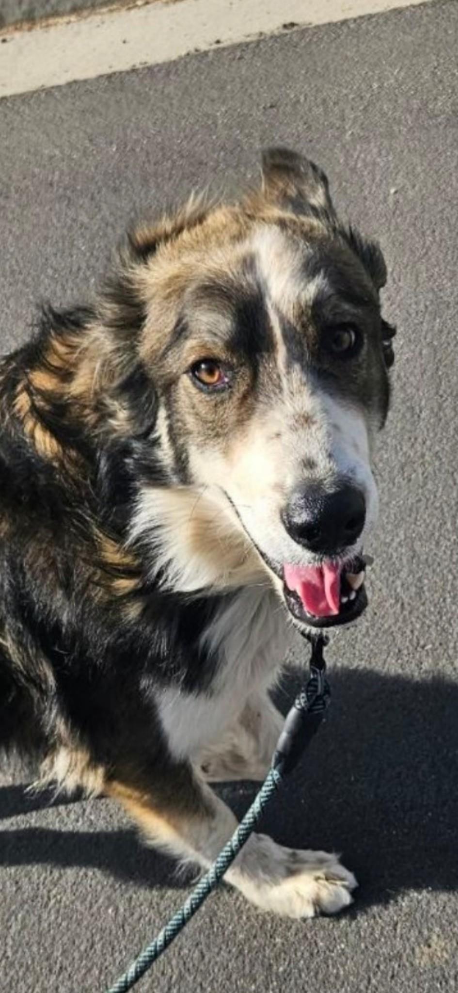 Enlarge Benjamin, a Adoptable mixed breed in Perris, CA image 3/4