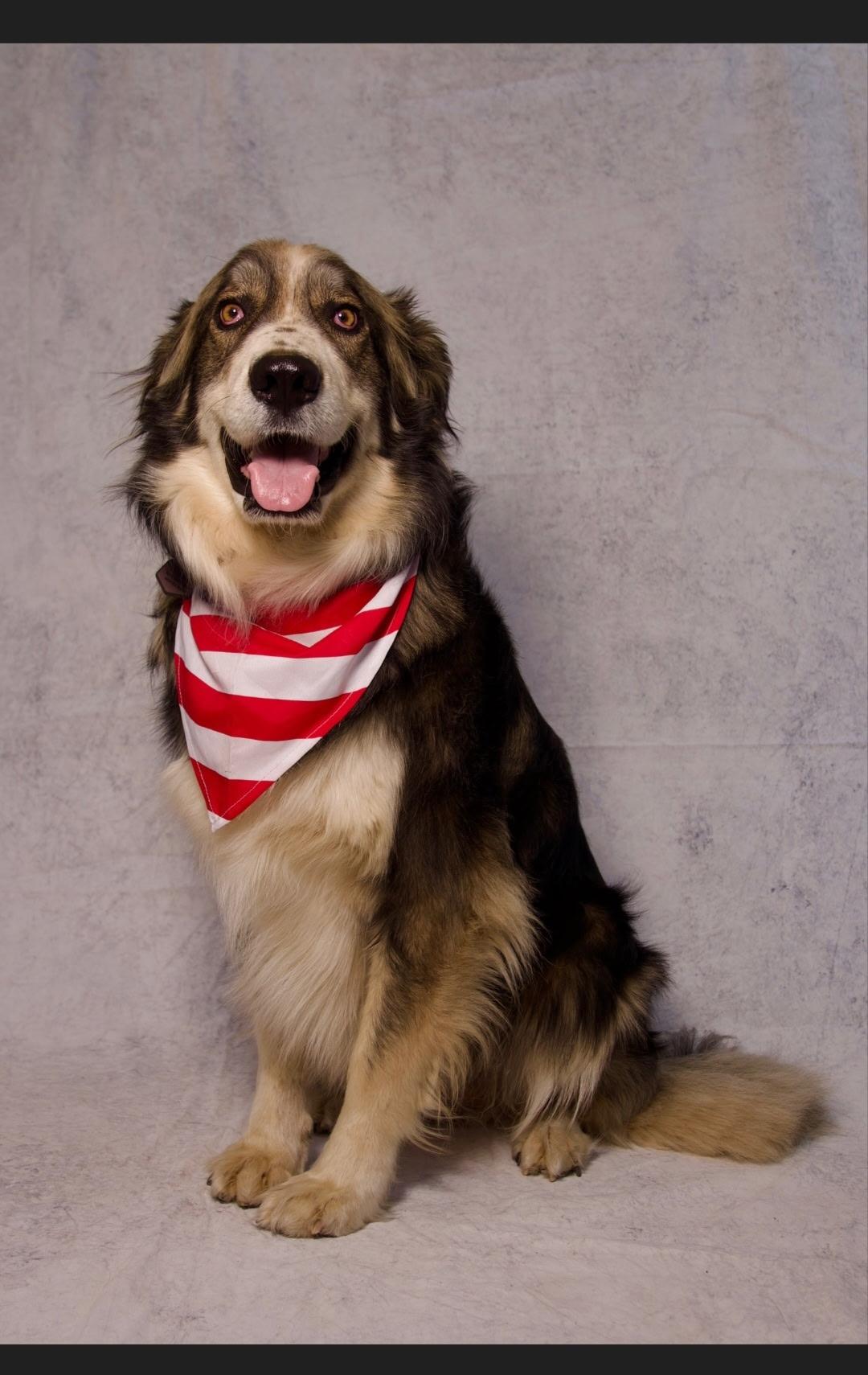 Enlarge Benjamin, a Adoptable mixed breed in Perris, CA image 4/4