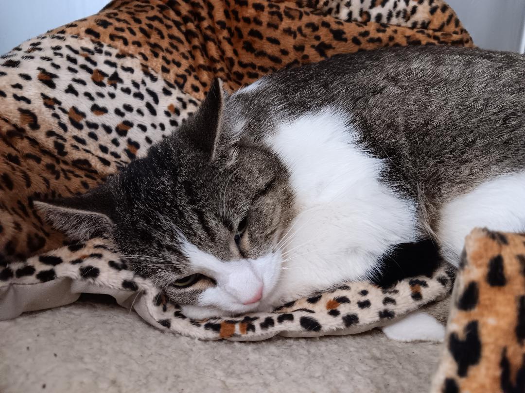 Bazinga, Adult Male Domestic Short Hair