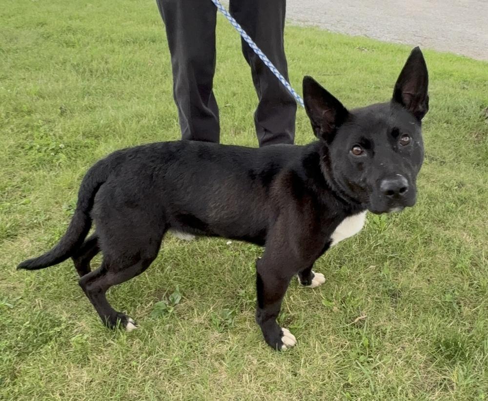 Enlarge MARCO, a Adoptable mixed breed in Rochester, IN image 1/1