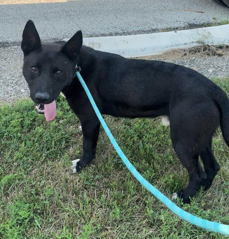 Enlarge MARCO, a Adoptable mixed breed in Rochester, IN image 2/3