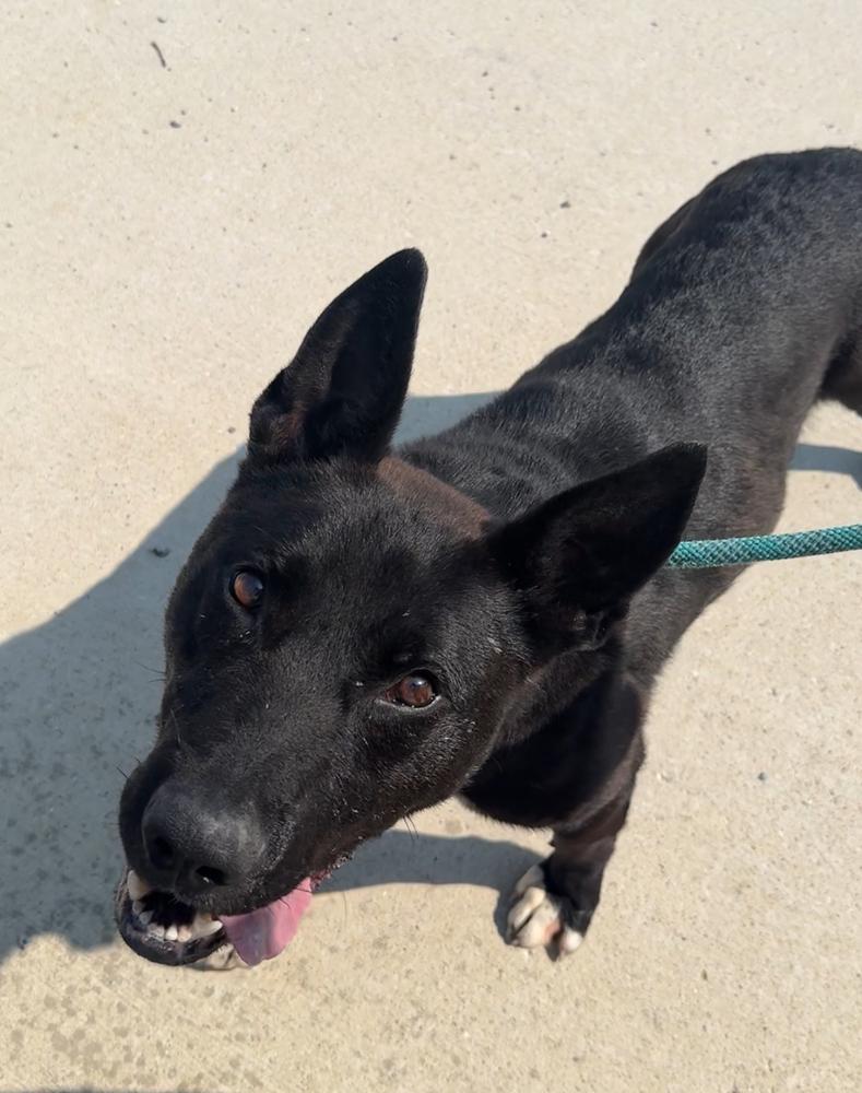 Enlarge MARCO, a Adoptable mixed breed in Rochester, IN image 3/3