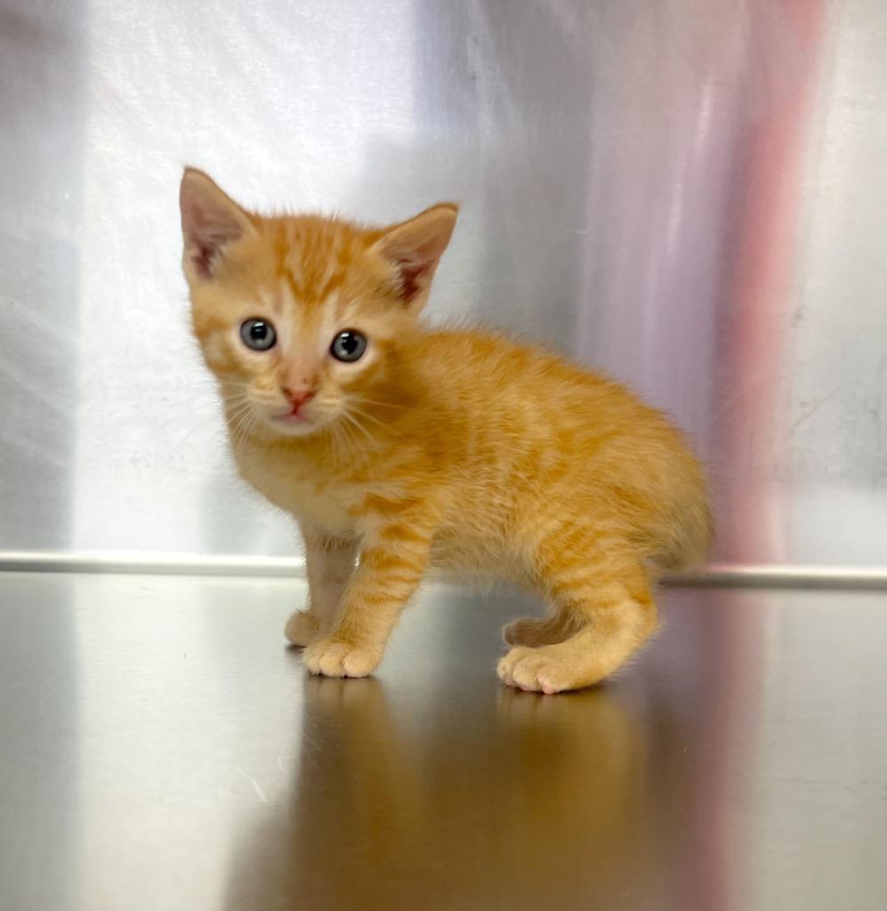 Enlarge Miss Selena (Cheddar), a Adoptable mixed breed in Murray, KY image 1/3