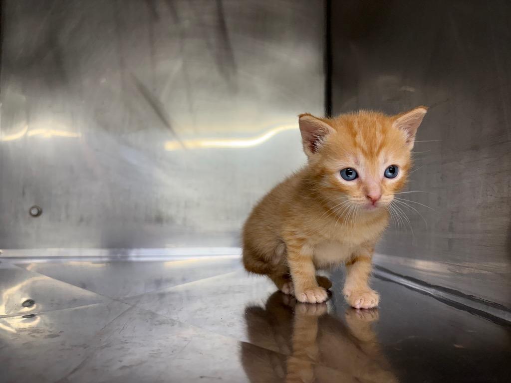 Enlarge Miss Selena (Cheddar), a Adoptable mixed breed in Murray, KY image 3/3