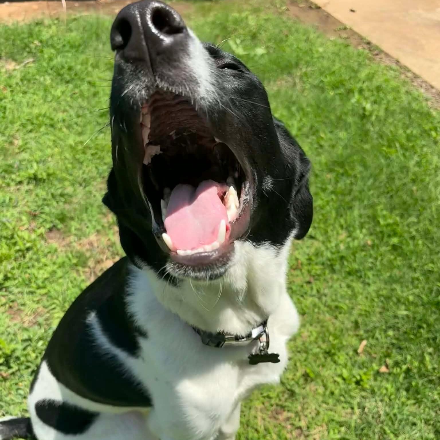 Wesson — thumbnail 3