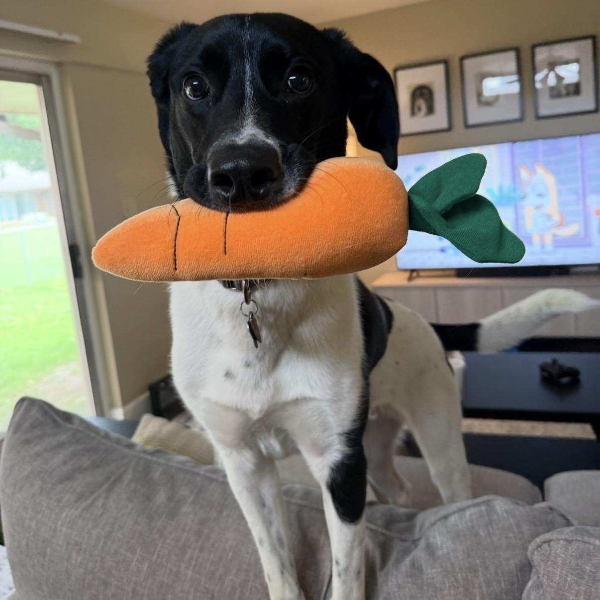 Wesson — thumbnail 4