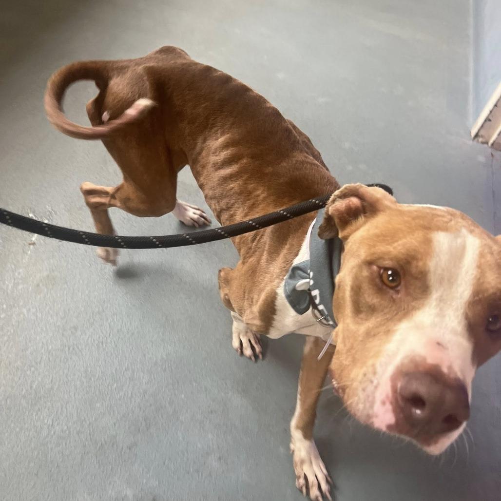 Ripley (White Shoes), Adoptable, Puppy Male American Staffordshire Terrier.