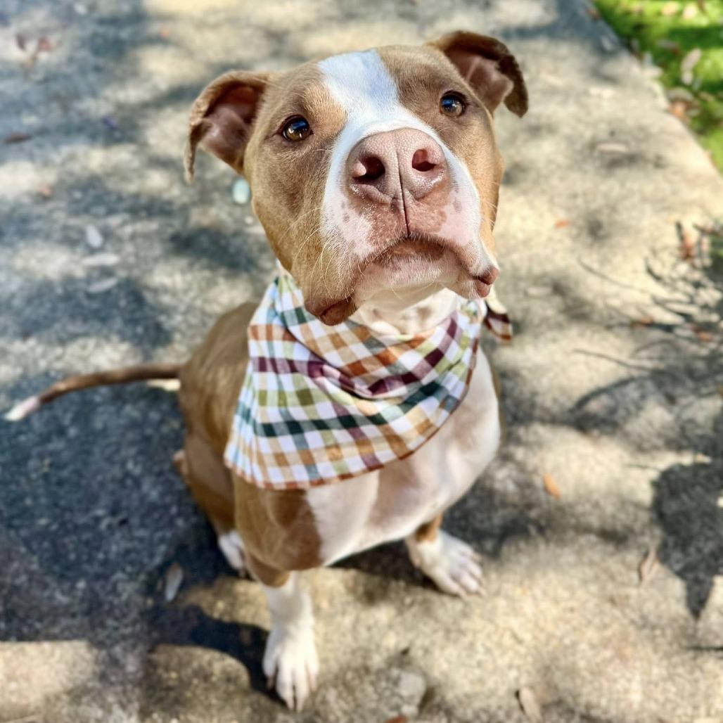 Ripley (White Shoes), a Adoptable American Staffordshire Terrier in Pittsburgh, PA image 2/6