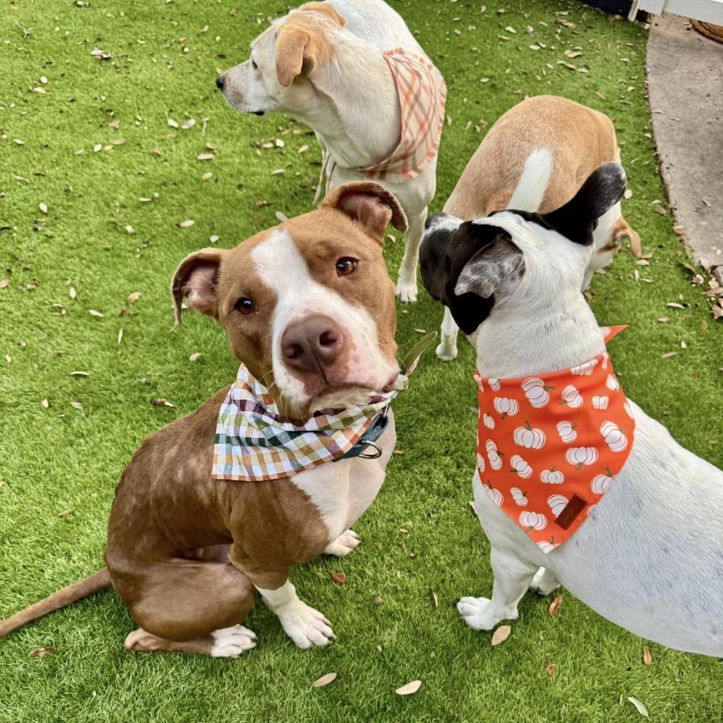 Ripley (White Shoes), a Adoptable American Staffordshire Terrier in Pittsburgh, PA image 3/6
