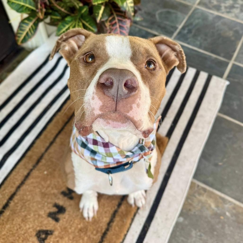 Ripley (White Shoes), a Adoptable American Staffordshire Terrier in Pittsburgh, PA image 4/6