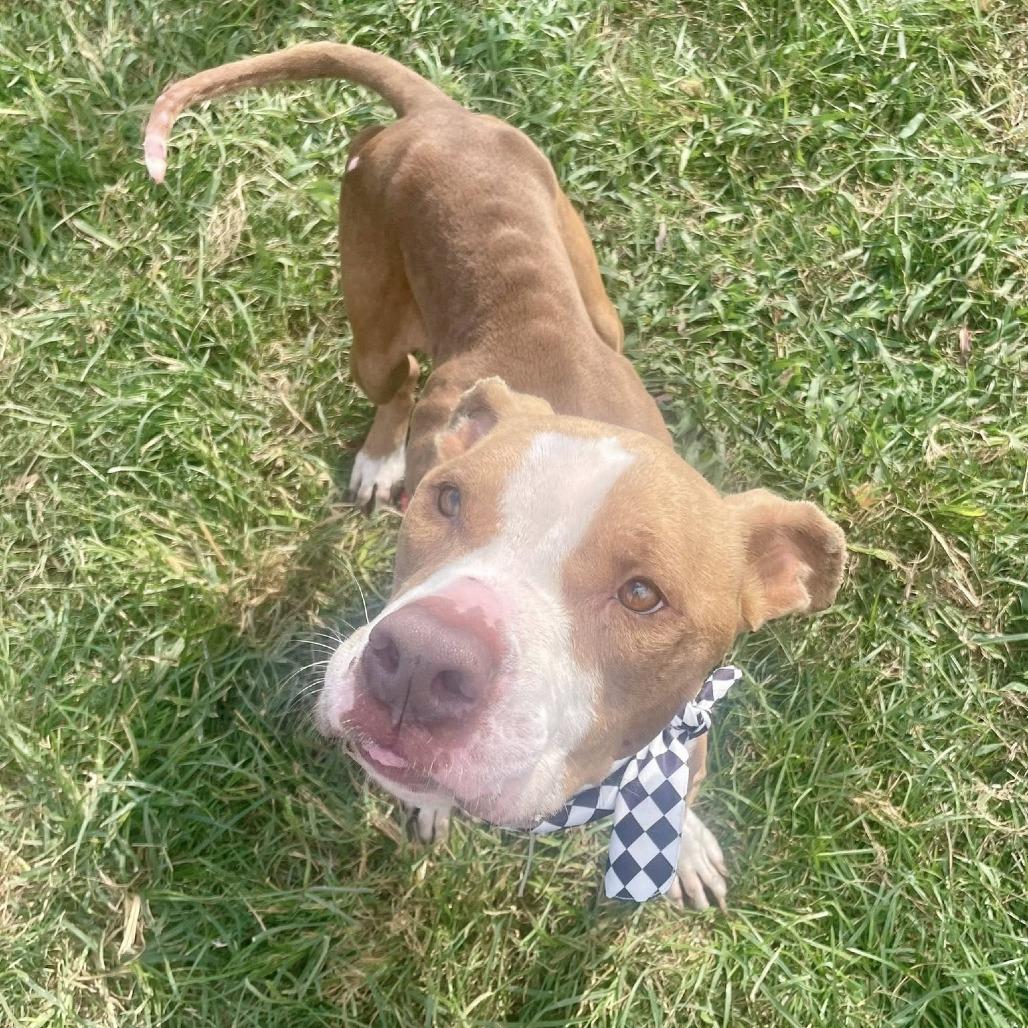 Ripley (White Shoes), a Adoptable American Staffordshire Terrier in Pittsburgh, PA image 3/6