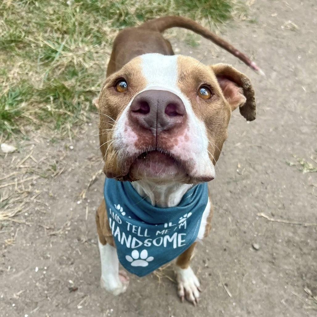 Ripley (White Shoes), a Adoptable American Staffordshire Terrier in Pittsburgh, PA image 4/6