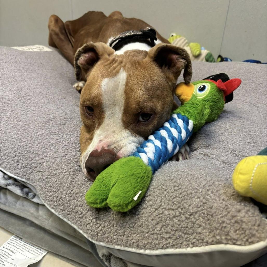Ripley (White Shoes), a Adoptable American Staffordshire Terrier in Pittsburgh, PA image 6/6