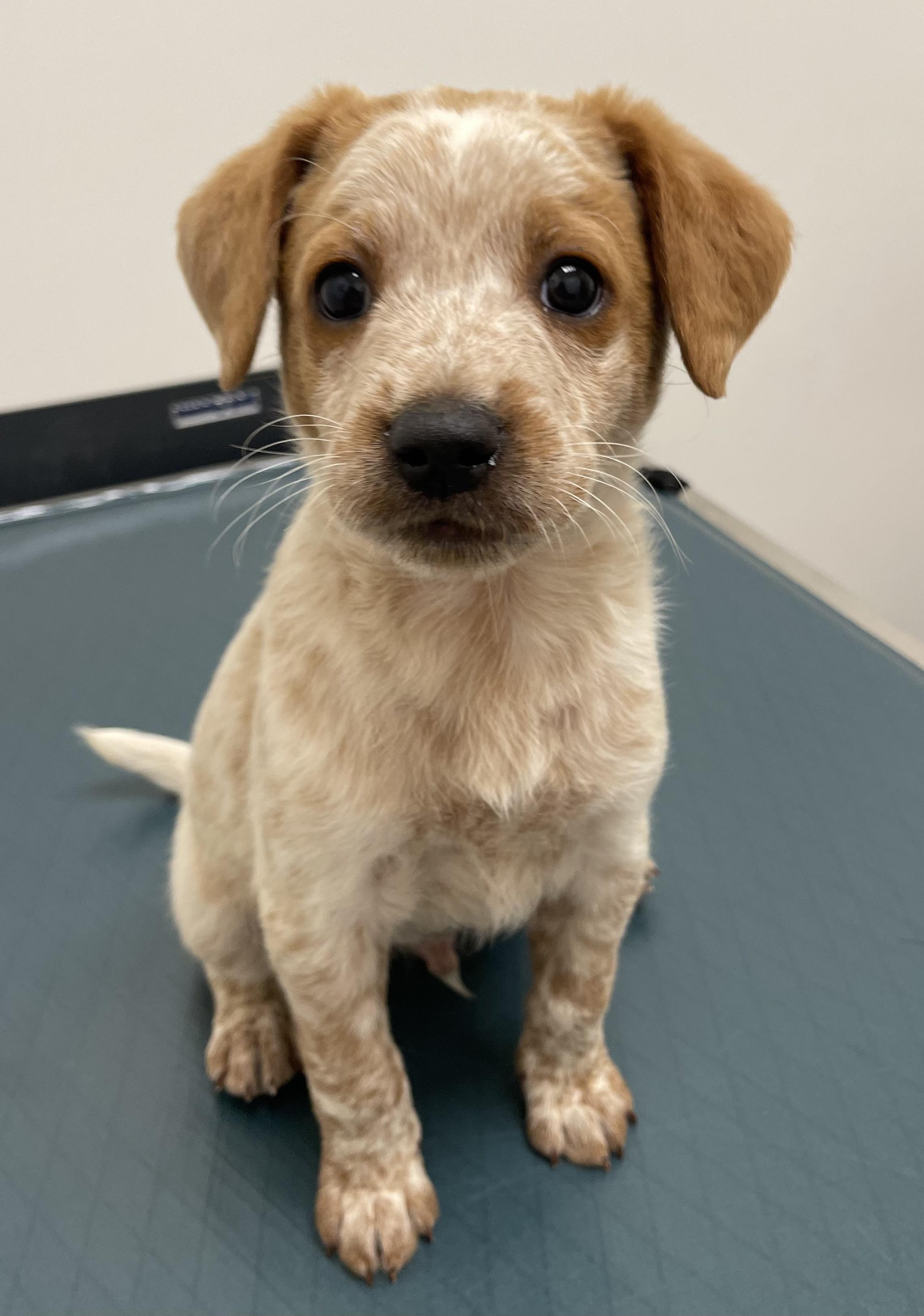 Robbie, Adoptable, Puppy Male Australian Cattle Dog / Blue Heeler & Australian Shepherd.