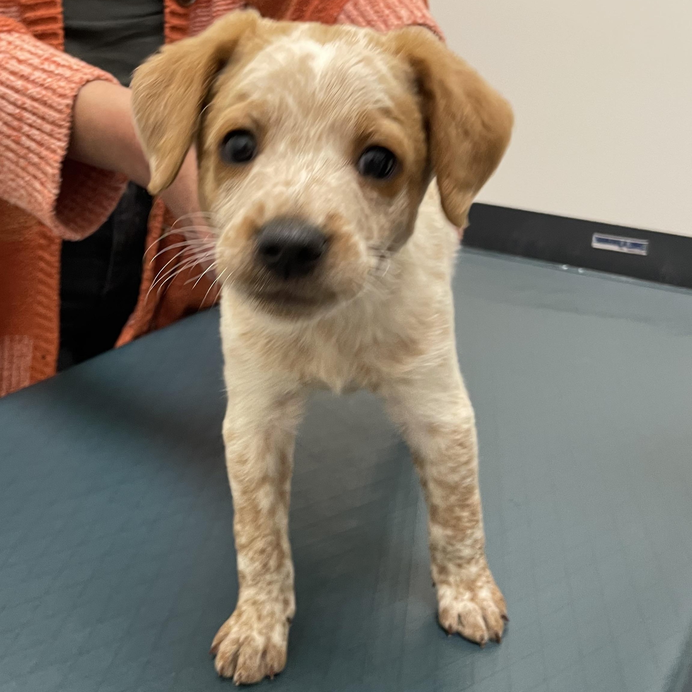 Enlarge Robbie, an adopted mixed breed in Woodland Hills, CA image 3/4