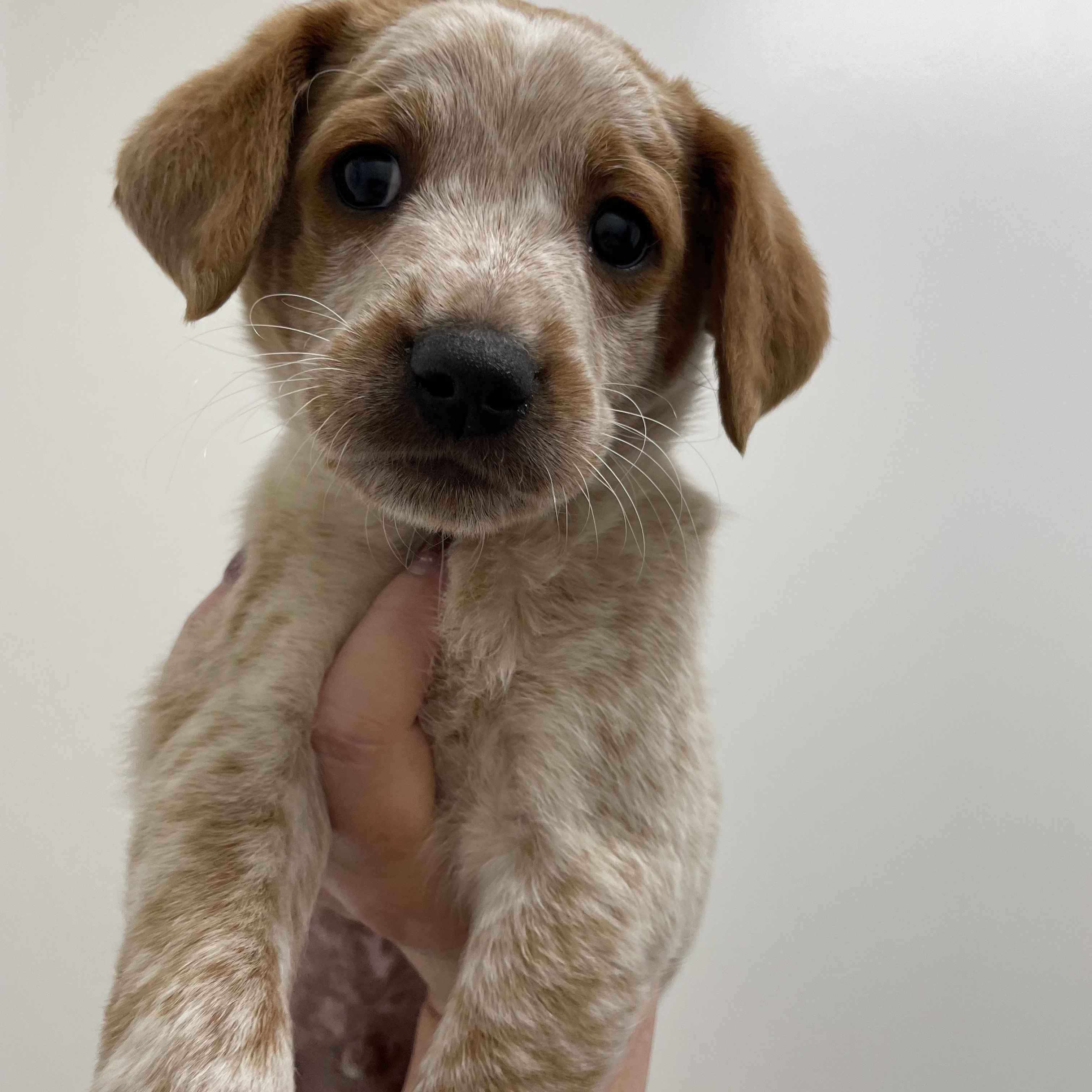 Enlarge Robbie, an adopted mixed breed in Woodland Hills, CA image 2/4