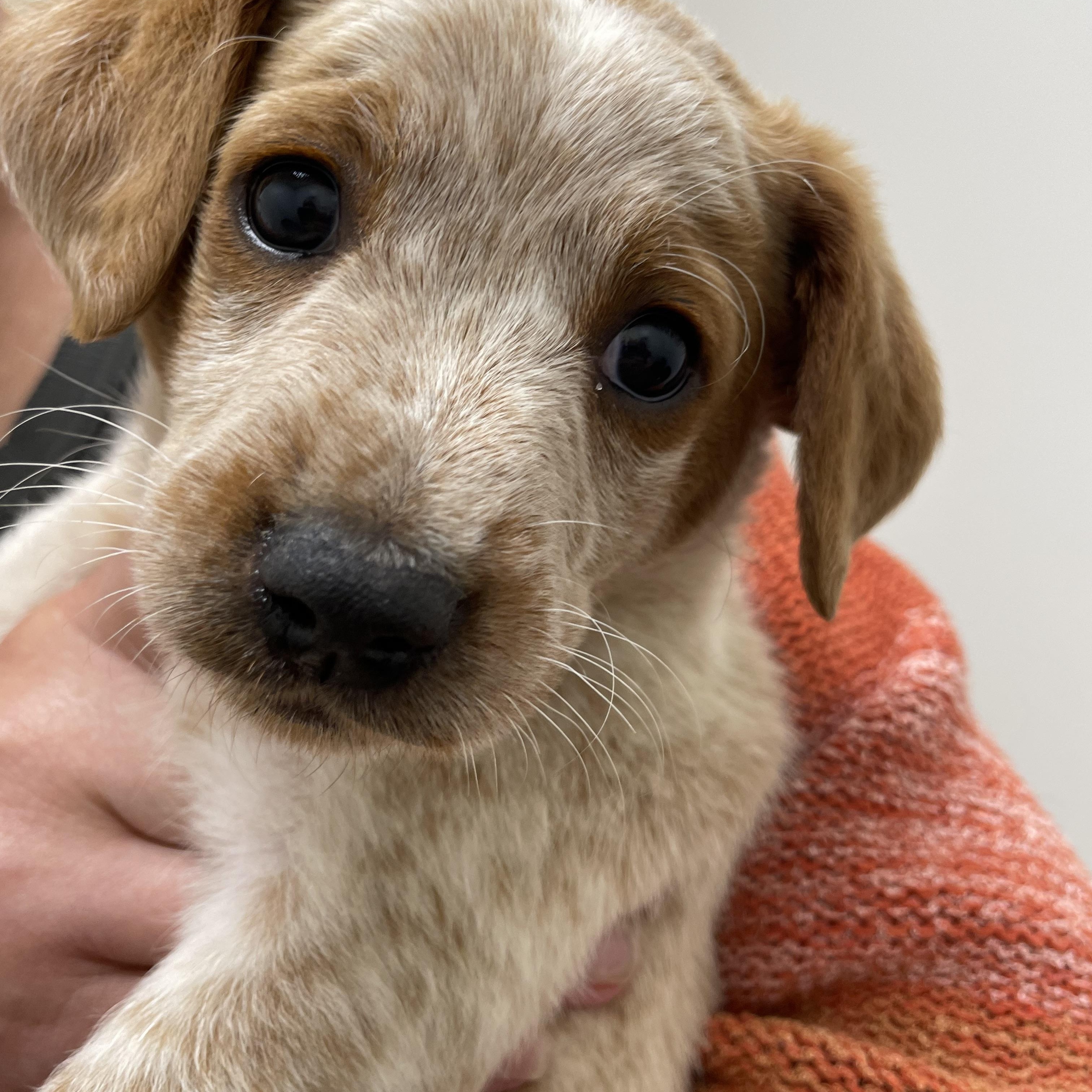 Enlarge Robbie, an adopted mixed breed in Woodland Hills, CA image 4/4