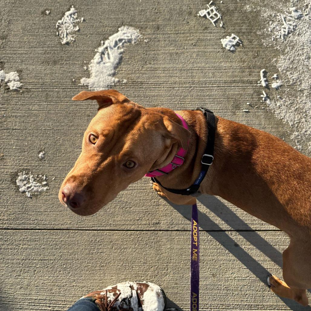 Enlarge Ruby *Coming Soon*, a Adoptable Mixed Breed in Dover, NH image 1/6