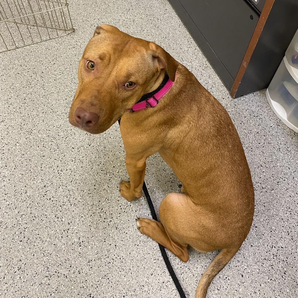 Enlarge Ruby *Coming Soon*, a Adoptable Mixed Breed in Dover, NH image 2/6