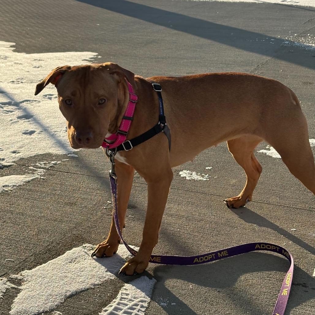 Enlarge Ruby *Coming Soon*, a Adoptable Mixed Breed in Dover, NH image 3/6