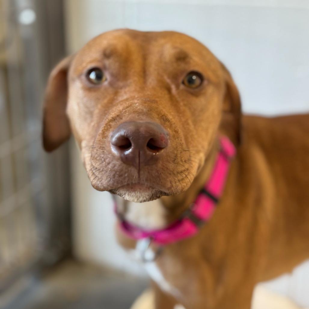 Enlarge Ruby *Coming Soon*, a Adoptable Mixed Breed in Dover, NH image 4/6