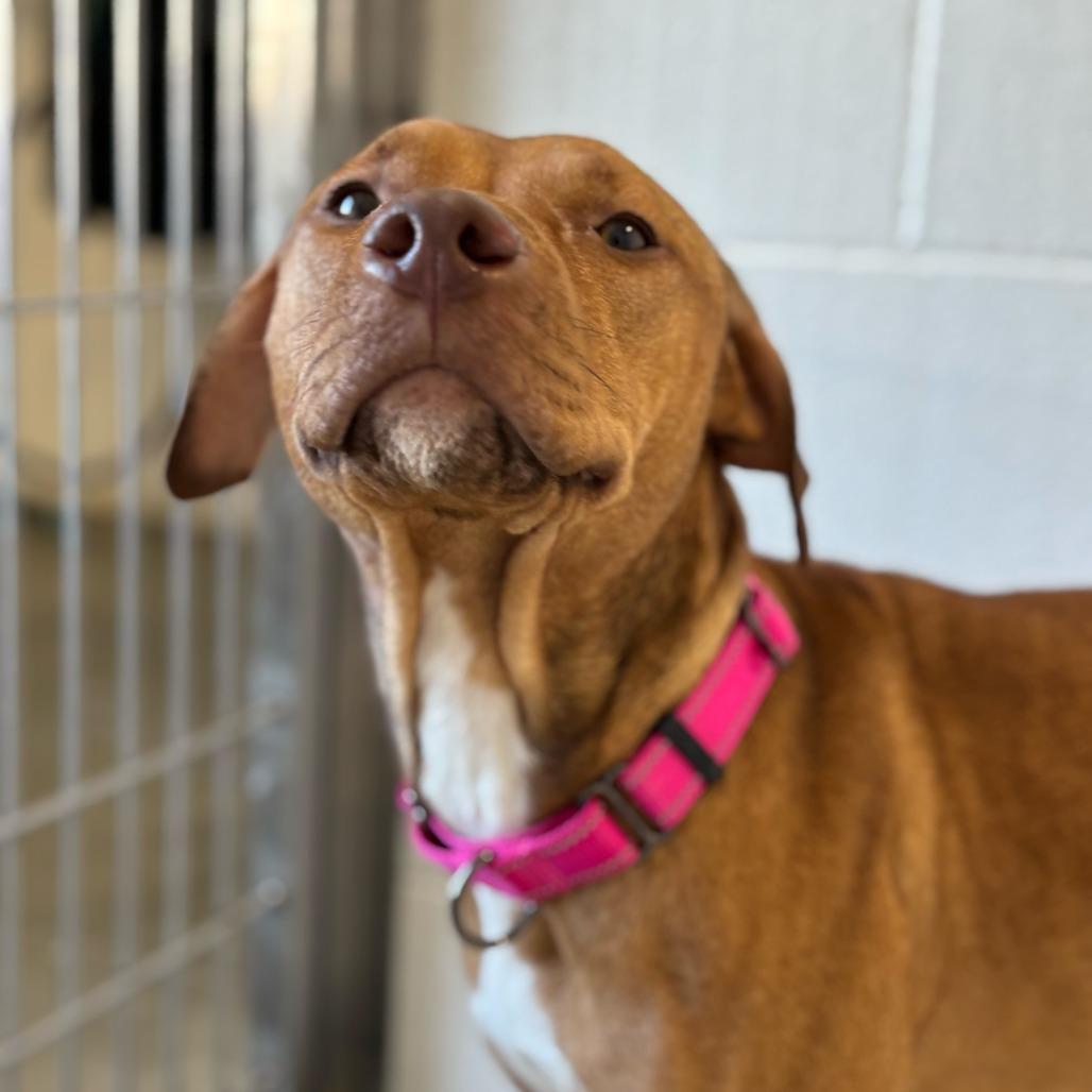 Enlarge Ruby *Coming Soon*, a Adoptable Mixed Breed in Dover, NH image 5/6