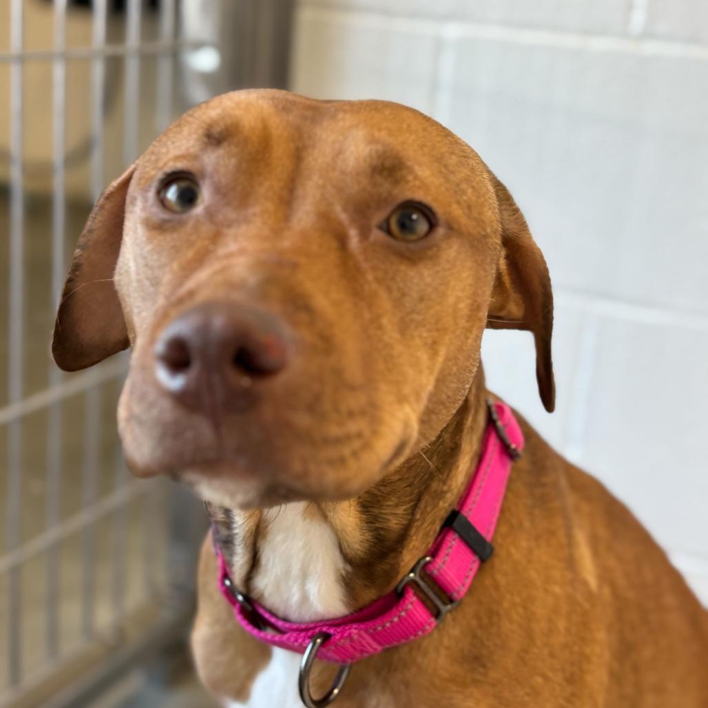 Enlarge Ruby *Coming Soon*, a Adoptable Mixed Breed in Dover, NH image 6/6