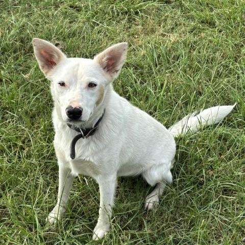GIRL, Adoptable, Young Female Australian Cattle Dog / Blue Heeler.