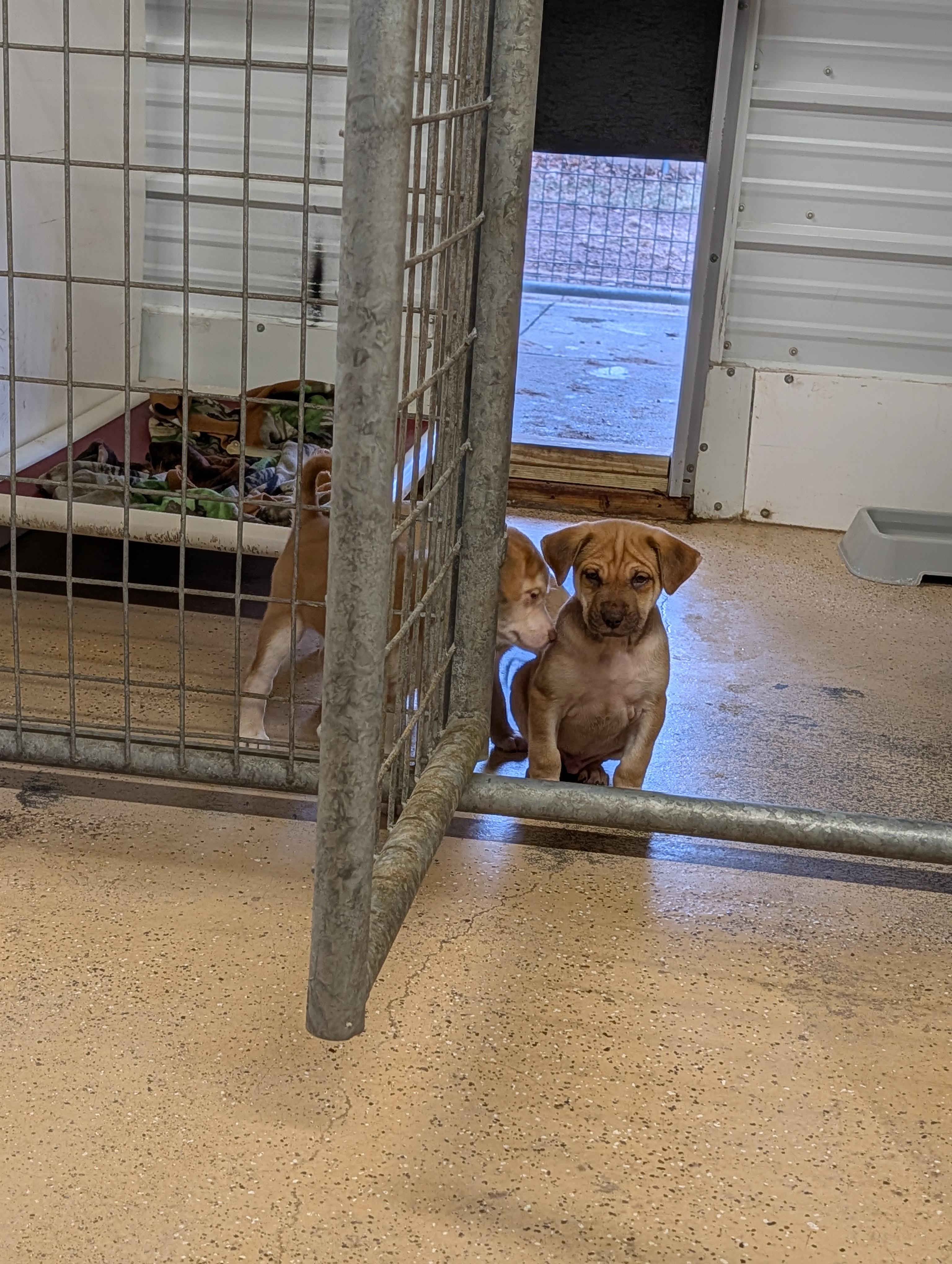 Enlarge Puppies, a ADOPTABLE Mixed Breed in ONeill, NE image 3/3