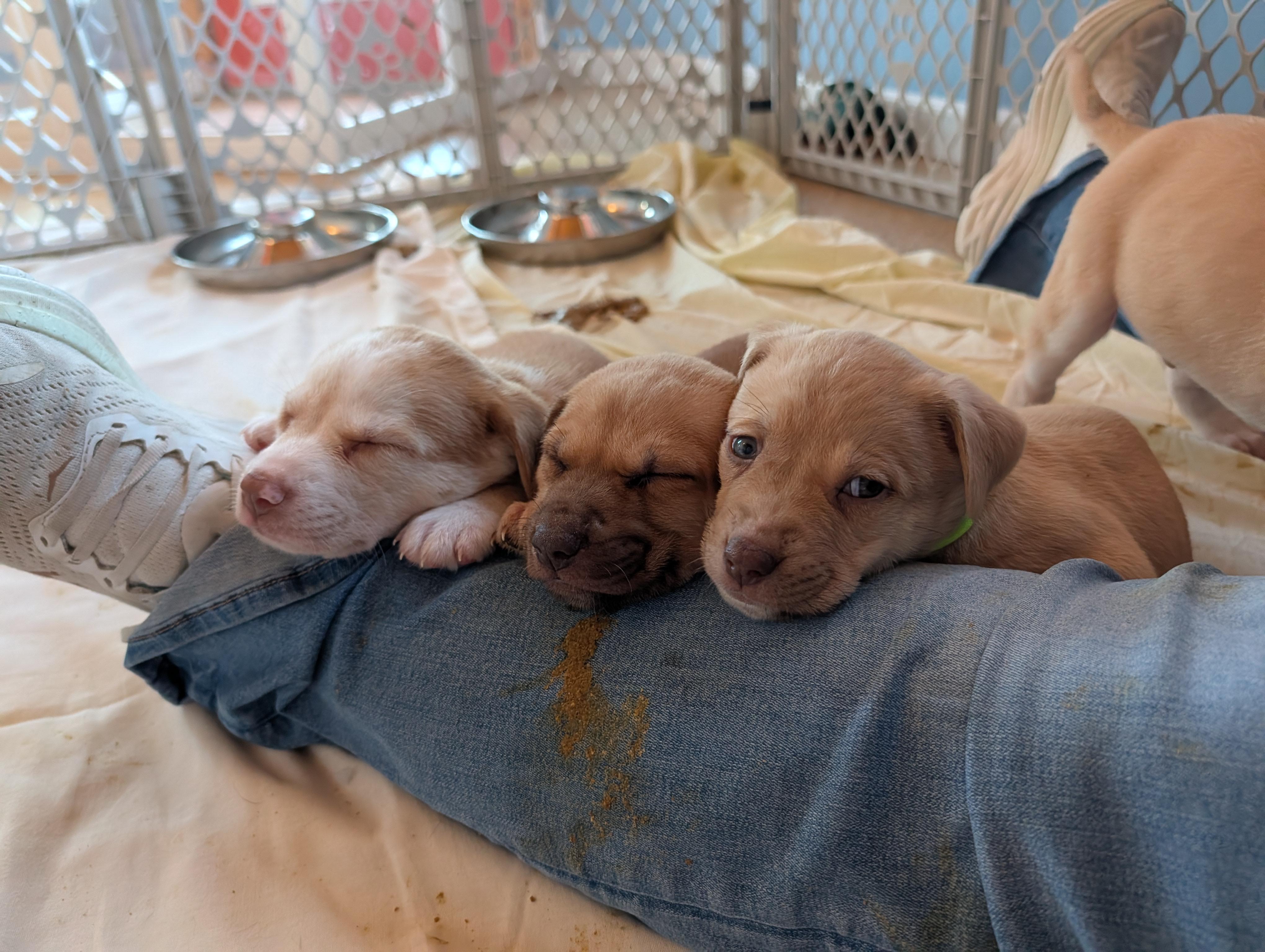 Puppies, ADOPTABLE, Puppy Male Mixed Breed.