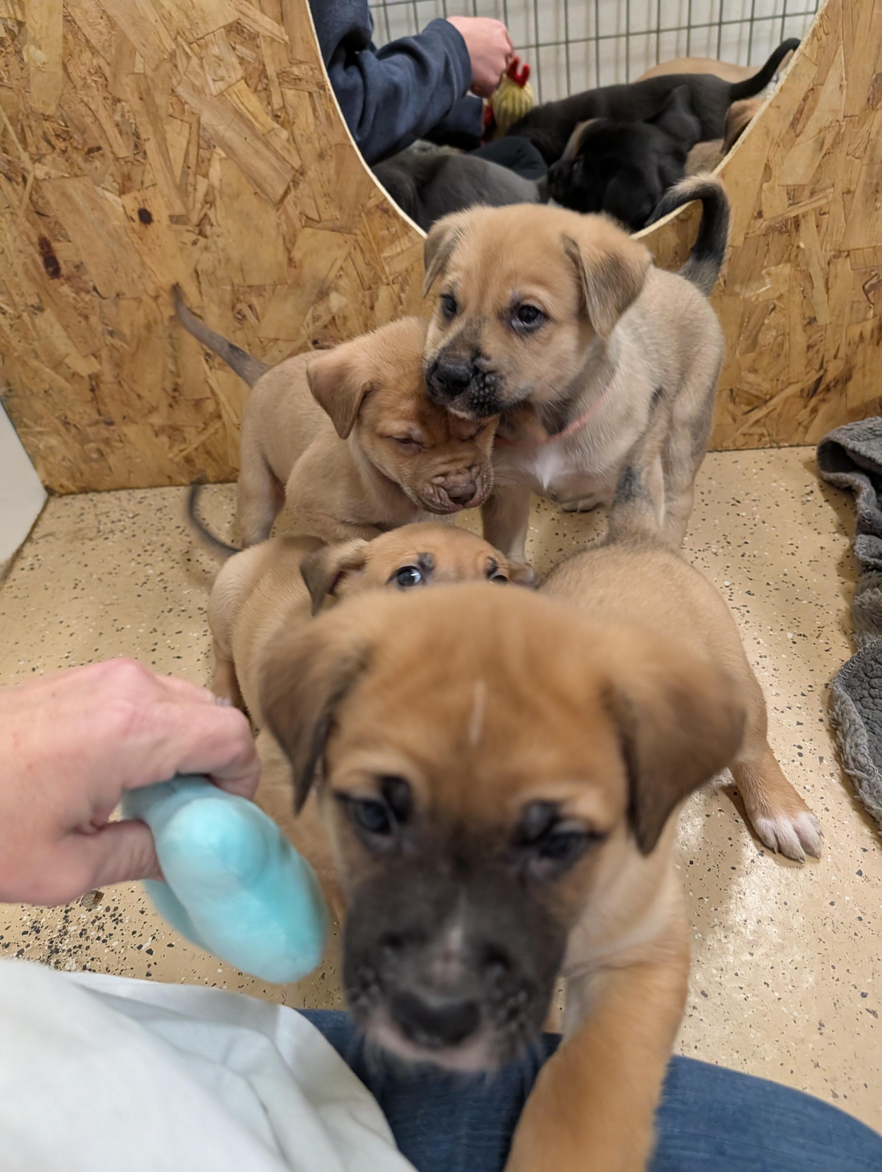 Enlarge Puppies, a ADOPTABLE Mixed Breed in ONeill, NE image 2/3