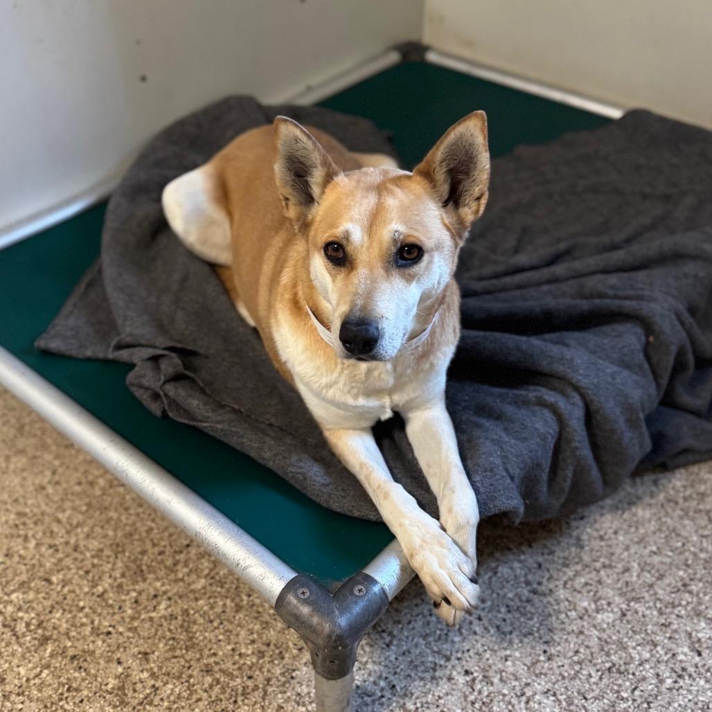 Kendra, a Adoptable mixed breed in Brownsboro, AL image 1/2