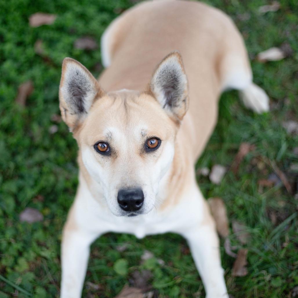 Kendra, a Adoptable mixed breed in Brownsboro, AL image 2/2