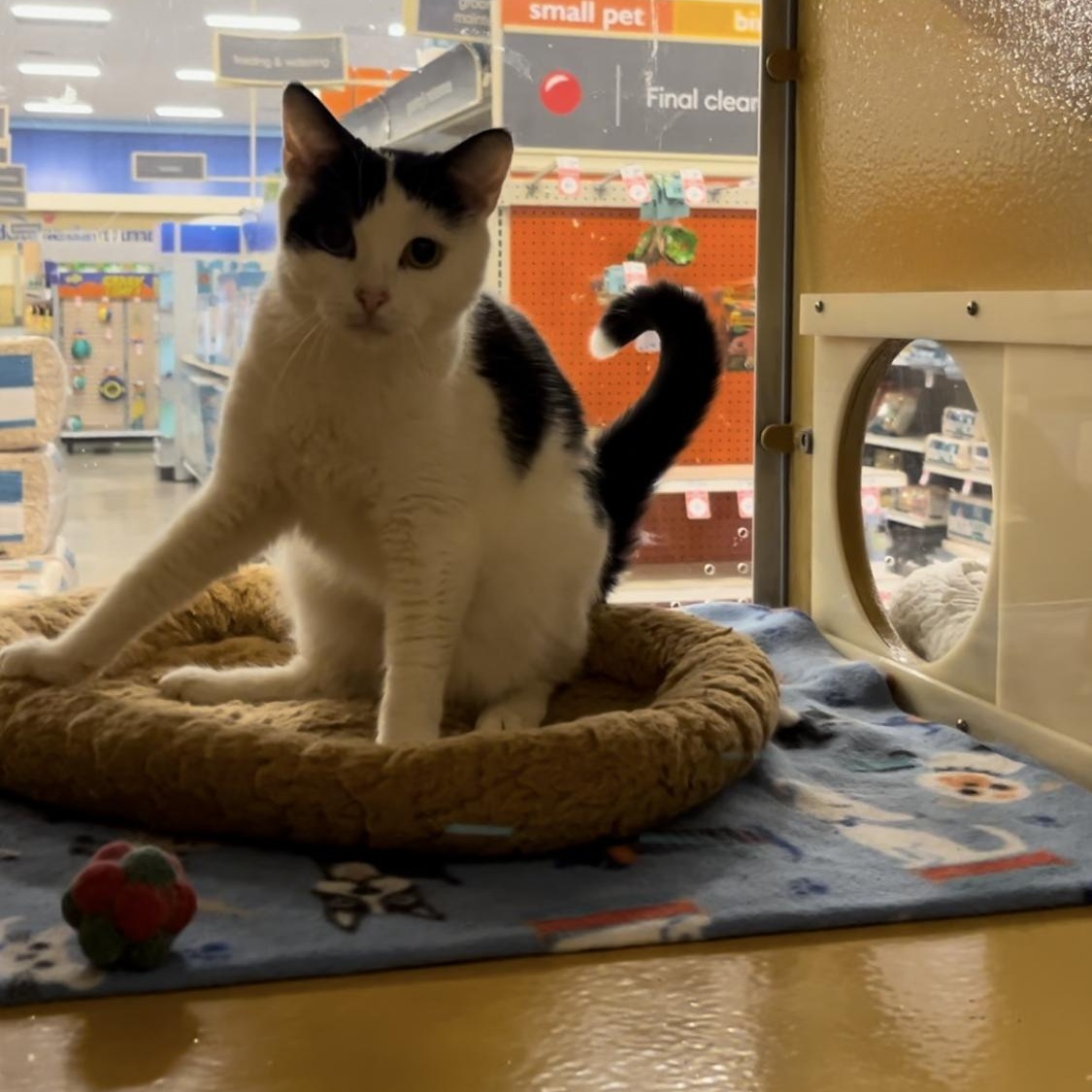 Sheba, a Adoptable Domestic Short Hair in Tustin, CA image 4/6