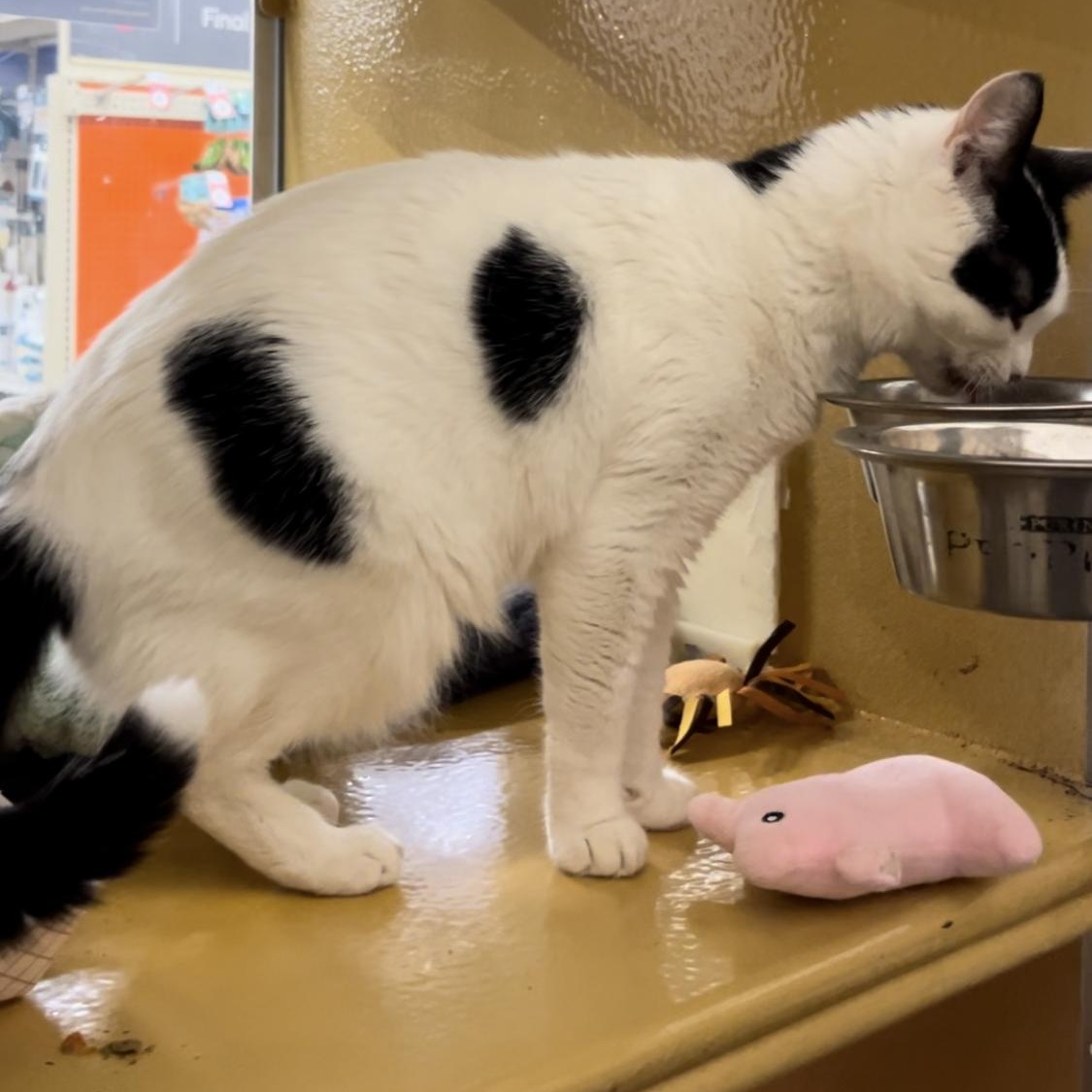 Sheba, a Adoptable Domestic Short Hair in Tustin, CA image 5/6