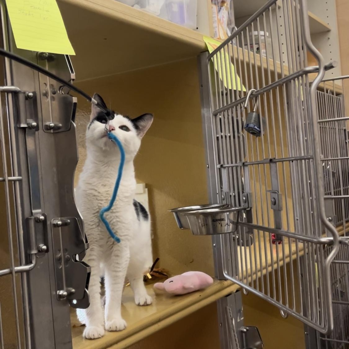 Sheba, a Adoptable Domestic Short Hair in Tustin, CA image 6/6