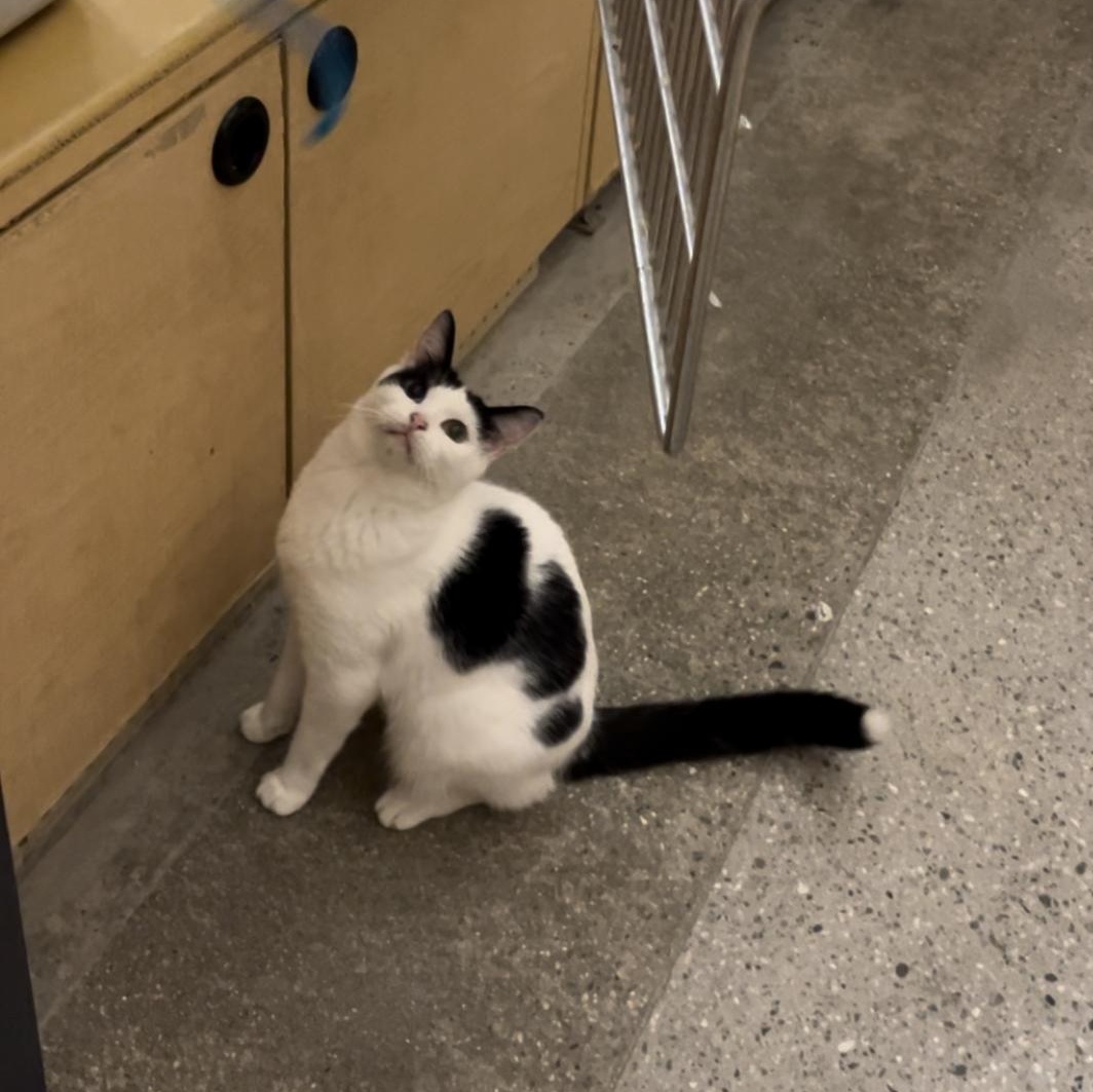 Sheba, a Adoptable Domestic Short Hair in Tustin, CA image 2/6