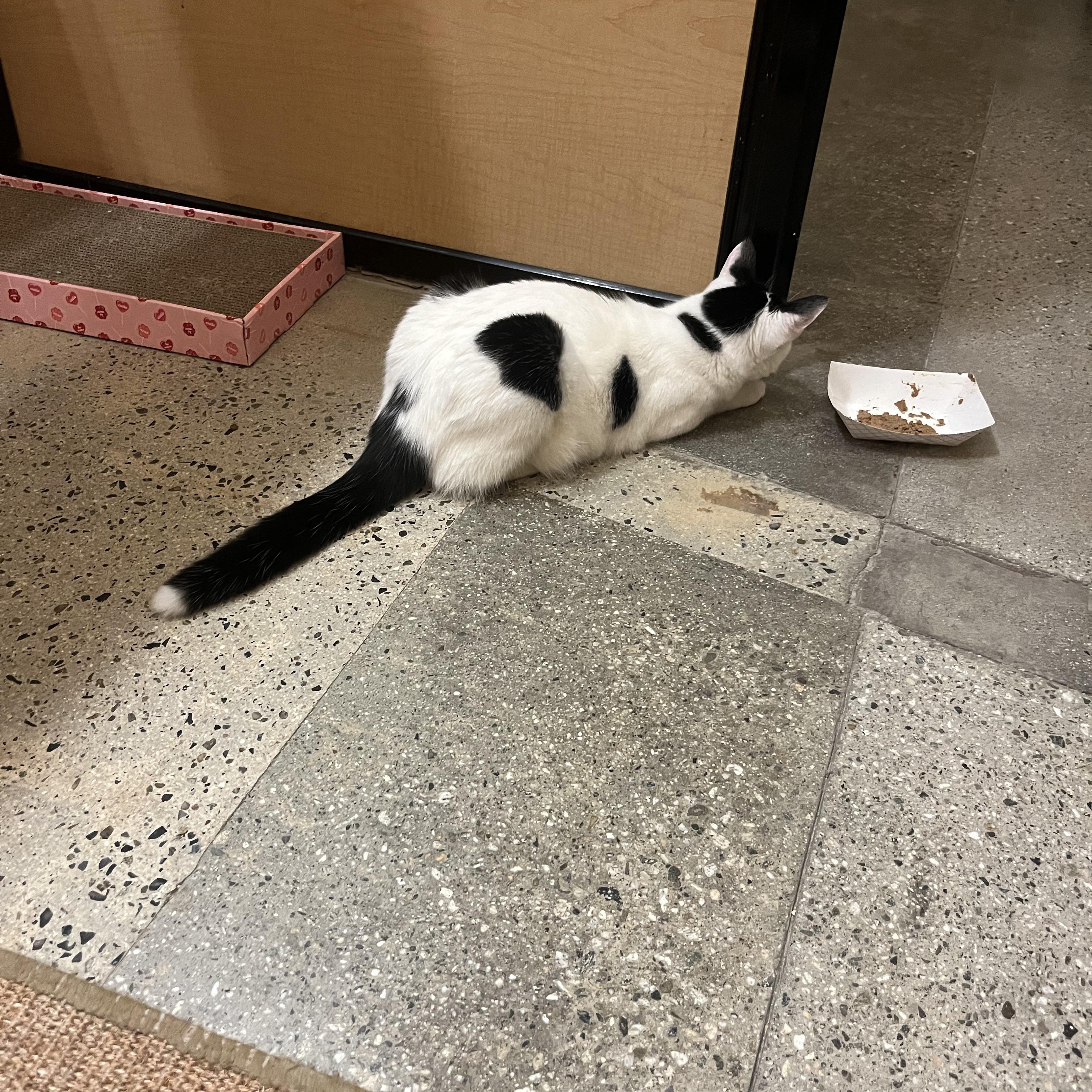 Sheba, a Adoptable Domestic Short Hair in Tustin, CA image 3/6