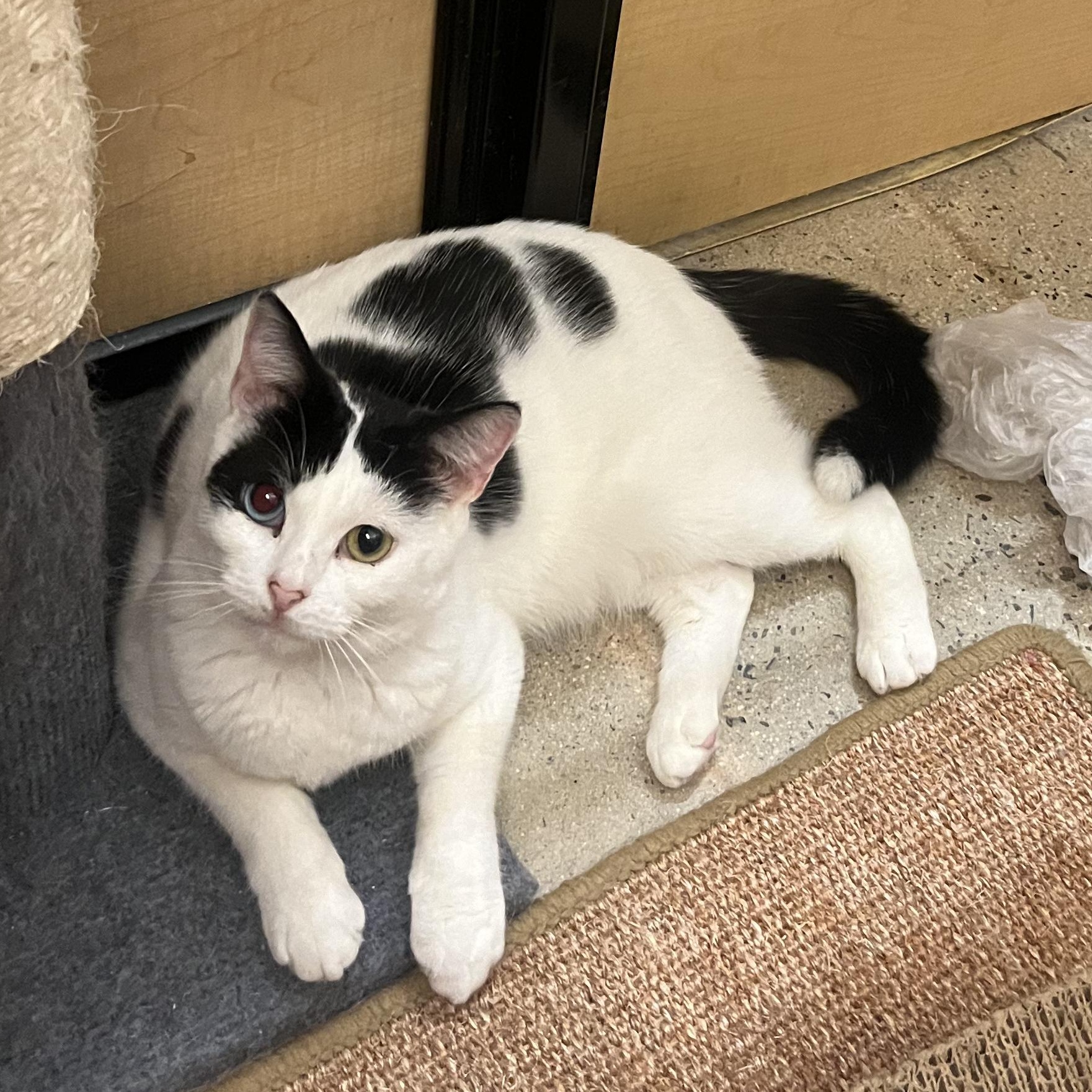 Sheba, a Adoptable Domestic Short Hair in Tustin, CA image 1/6