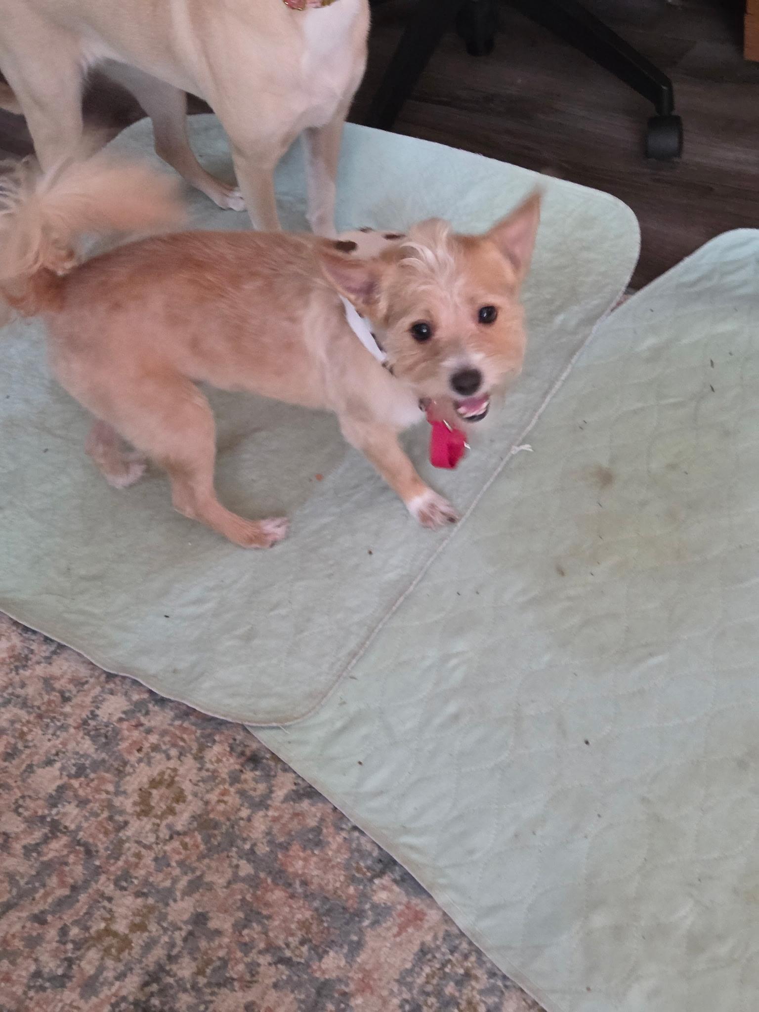 Rusty, an adoptable mixed breed in Toledo, OH image 3/3