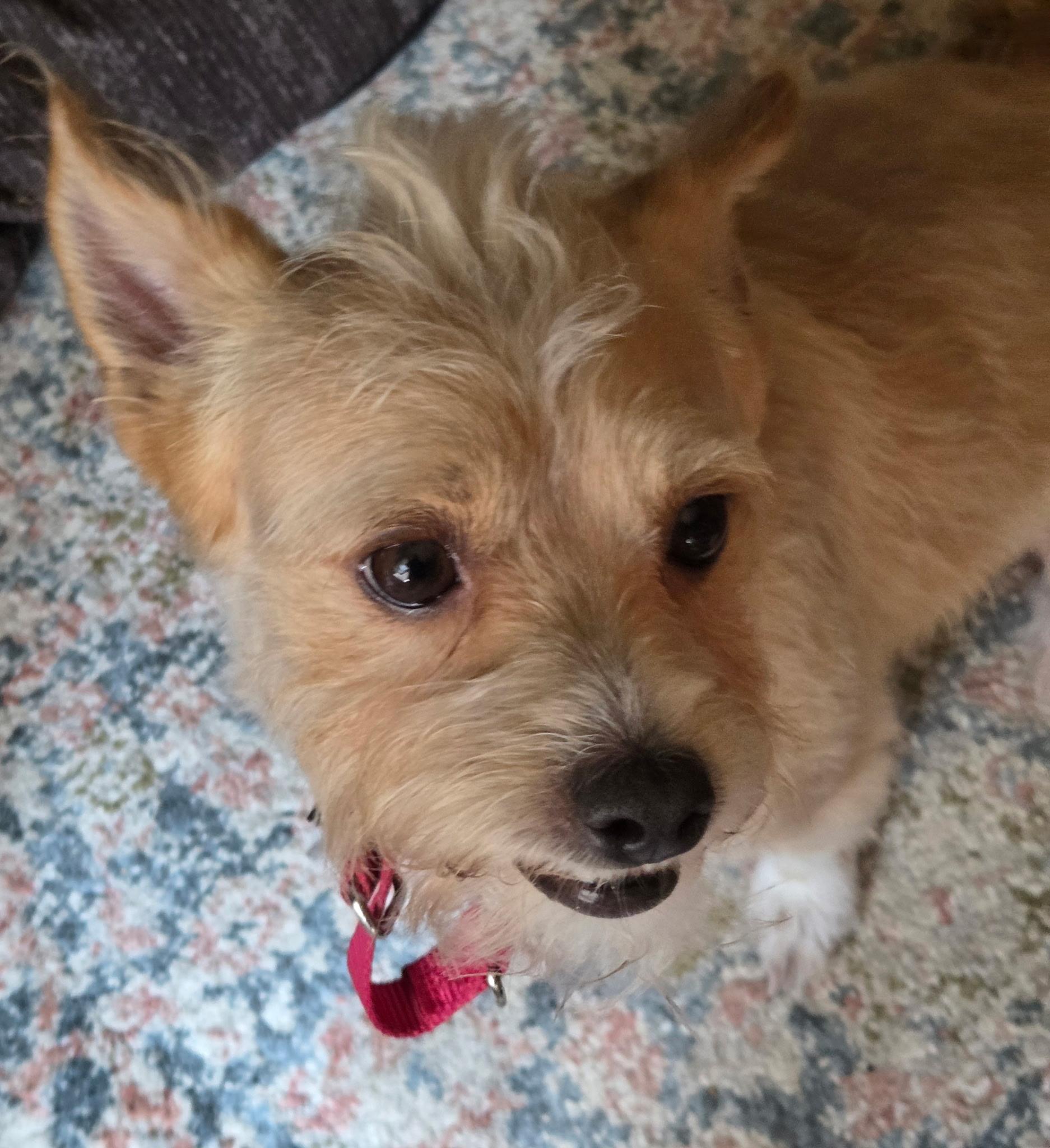 Rusty, adoptable, Young Male Cairn Terrier.