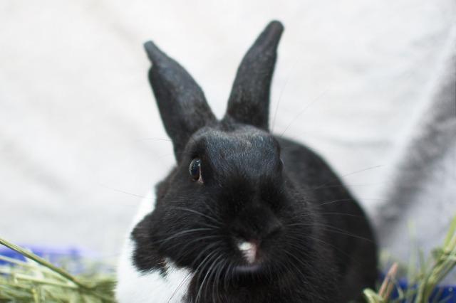Enlarge Ursula, a Adoptable Dutch in Brandon, FL image 1/2
