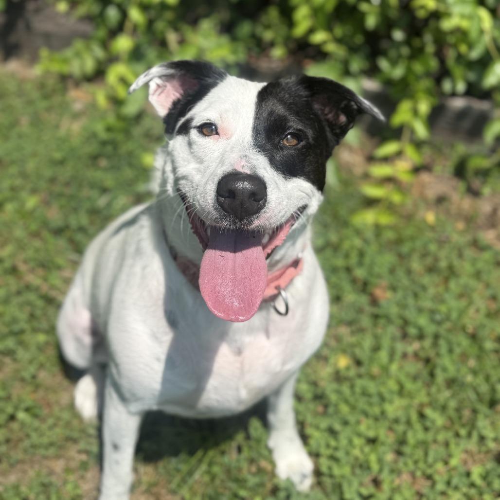 Enlarge Skye, a Adoptable mixed breed in Ridgely, MD image 1/6