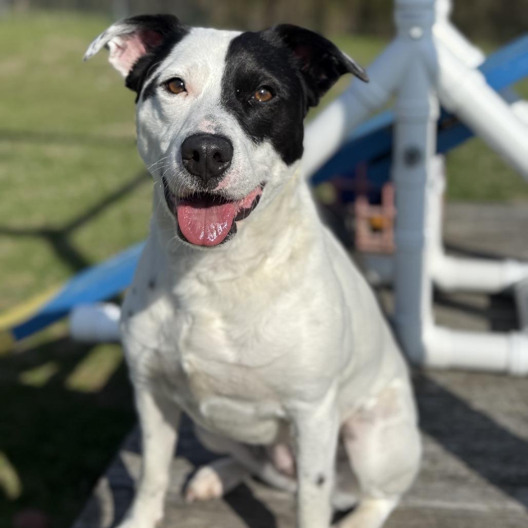 Enlarge Skye, a Adoptable mixed breed in Ridgely, MD image 3/6