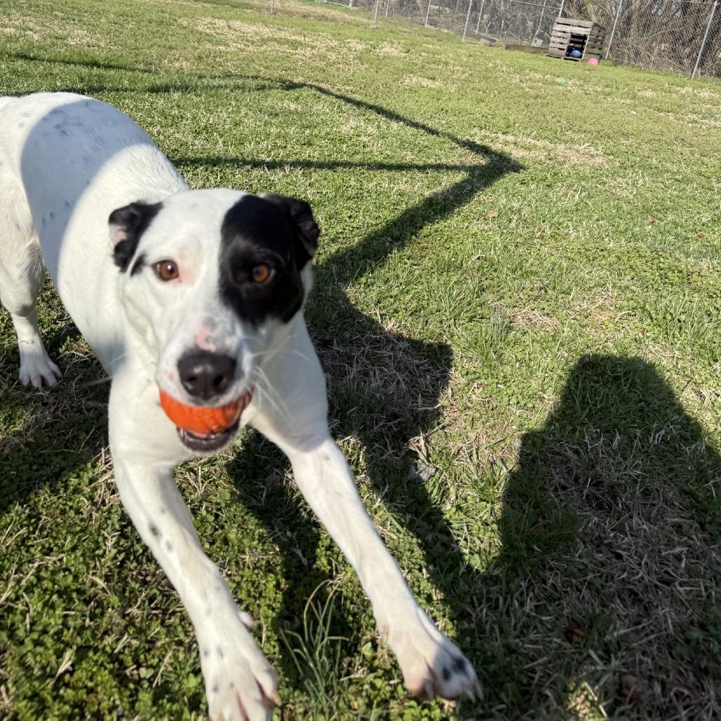 Enlarge Skye, a Adoptable mixed breed in Ridgely, MD image 4/6