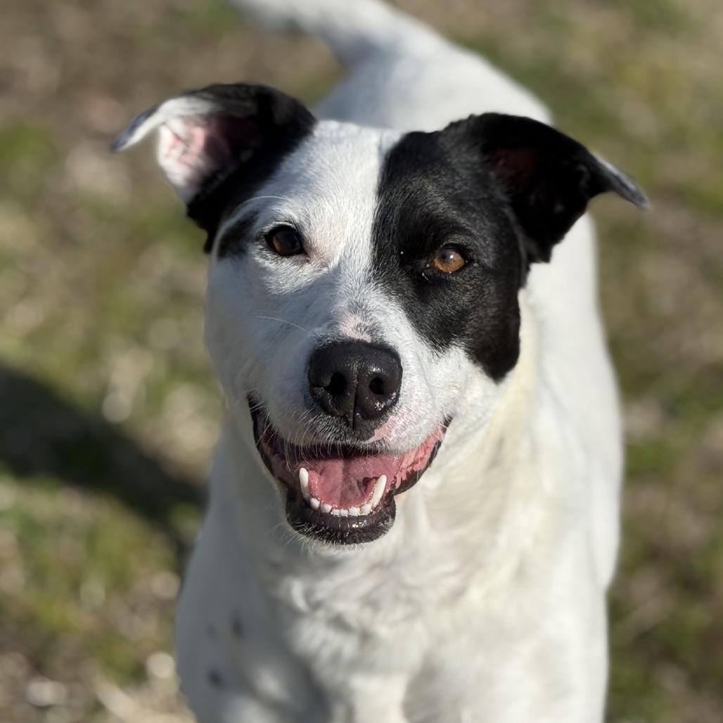Enlarge Skye, a Adoptable mixed breed in Ridgely, MD image 4/6