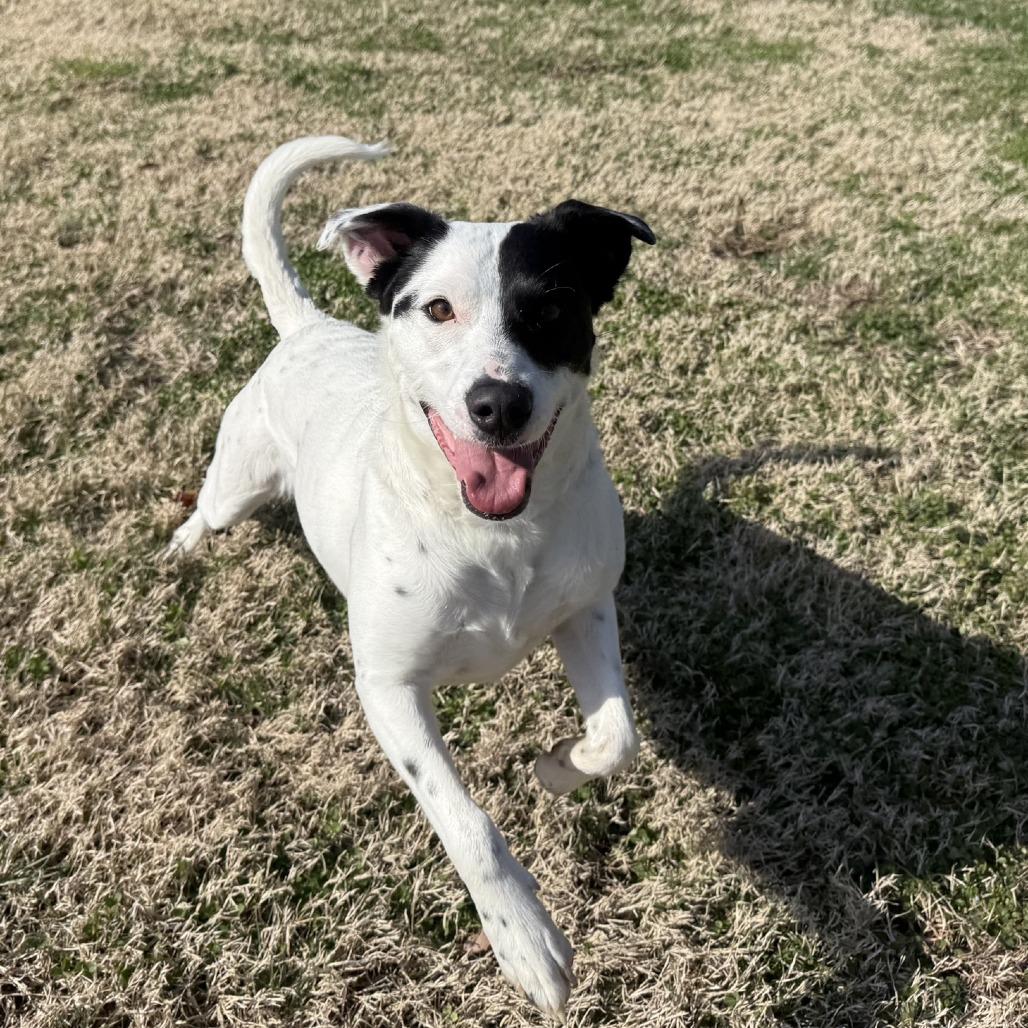 Enlarge Skye, a Adoptable mixed breed in Ridgely, MD image 6/6