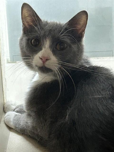 BAYLEE, Adoptable, Young Female Domestic Short Hair.